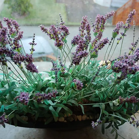 דירה Haus Nicole *