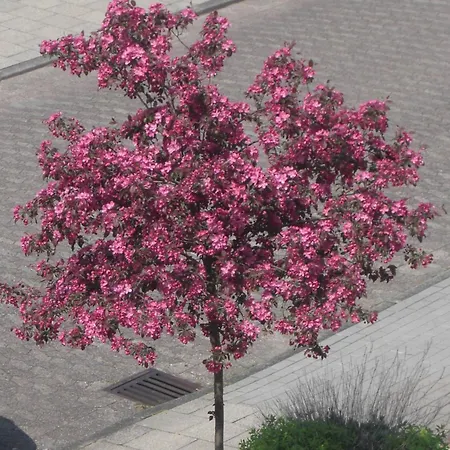 Apartment Haus Nicole *